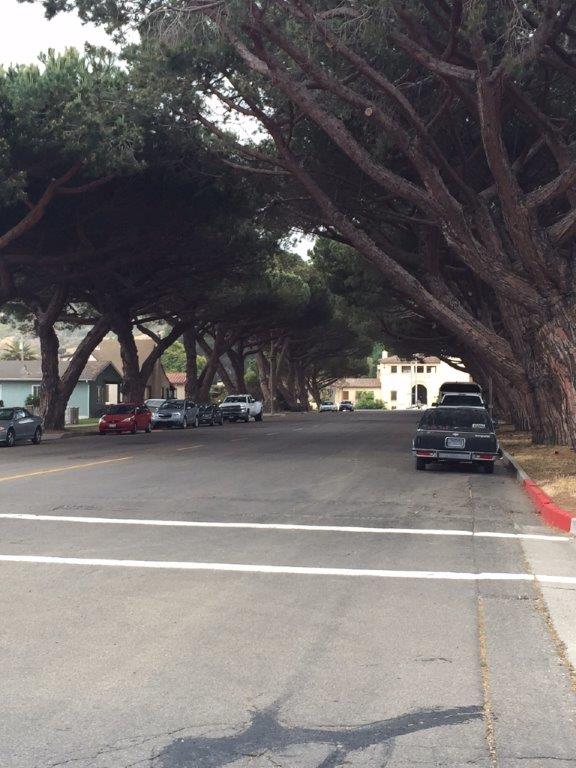 tree lined street