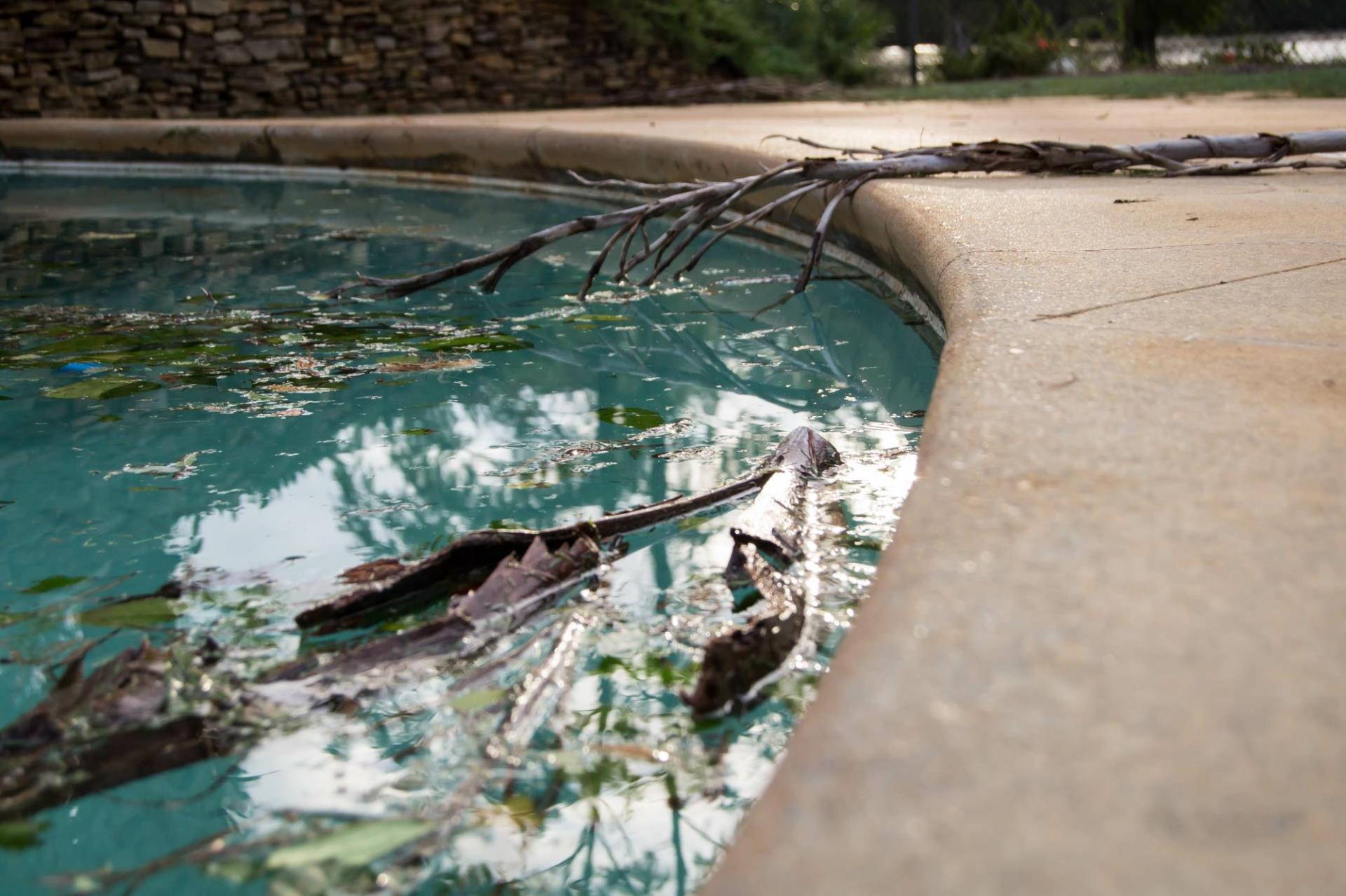 overgrown pool