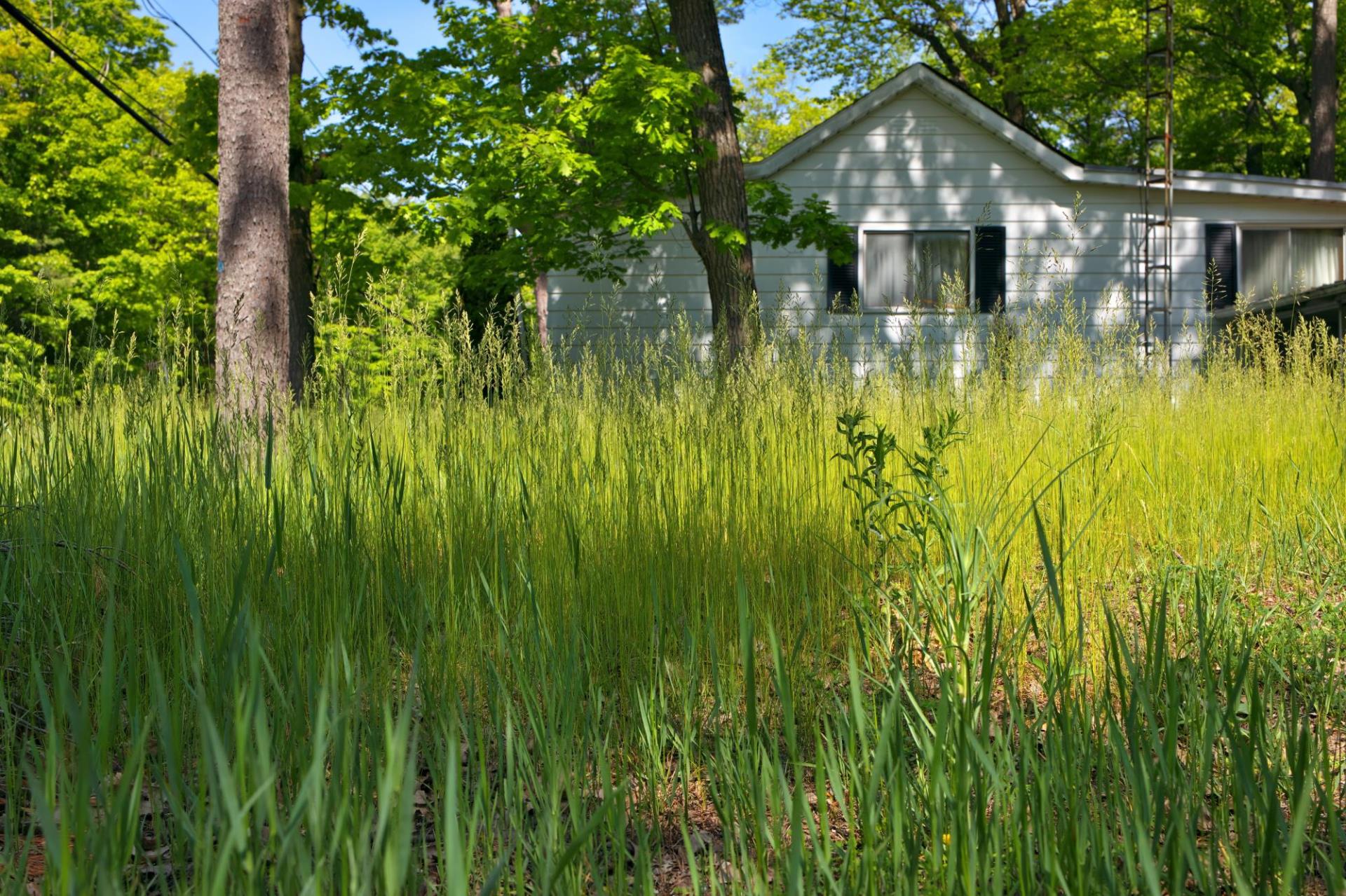 red house with weeds