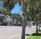 Lompoc Trees Photo